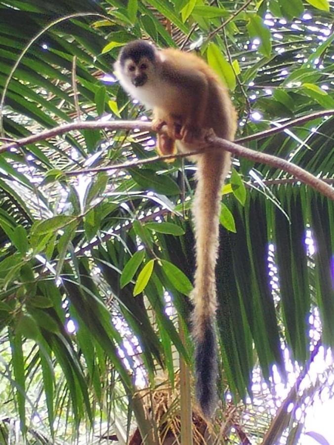 Happy Monkeys Βίλα Puerto Jiménez Εξωτερικό φωτογραφία