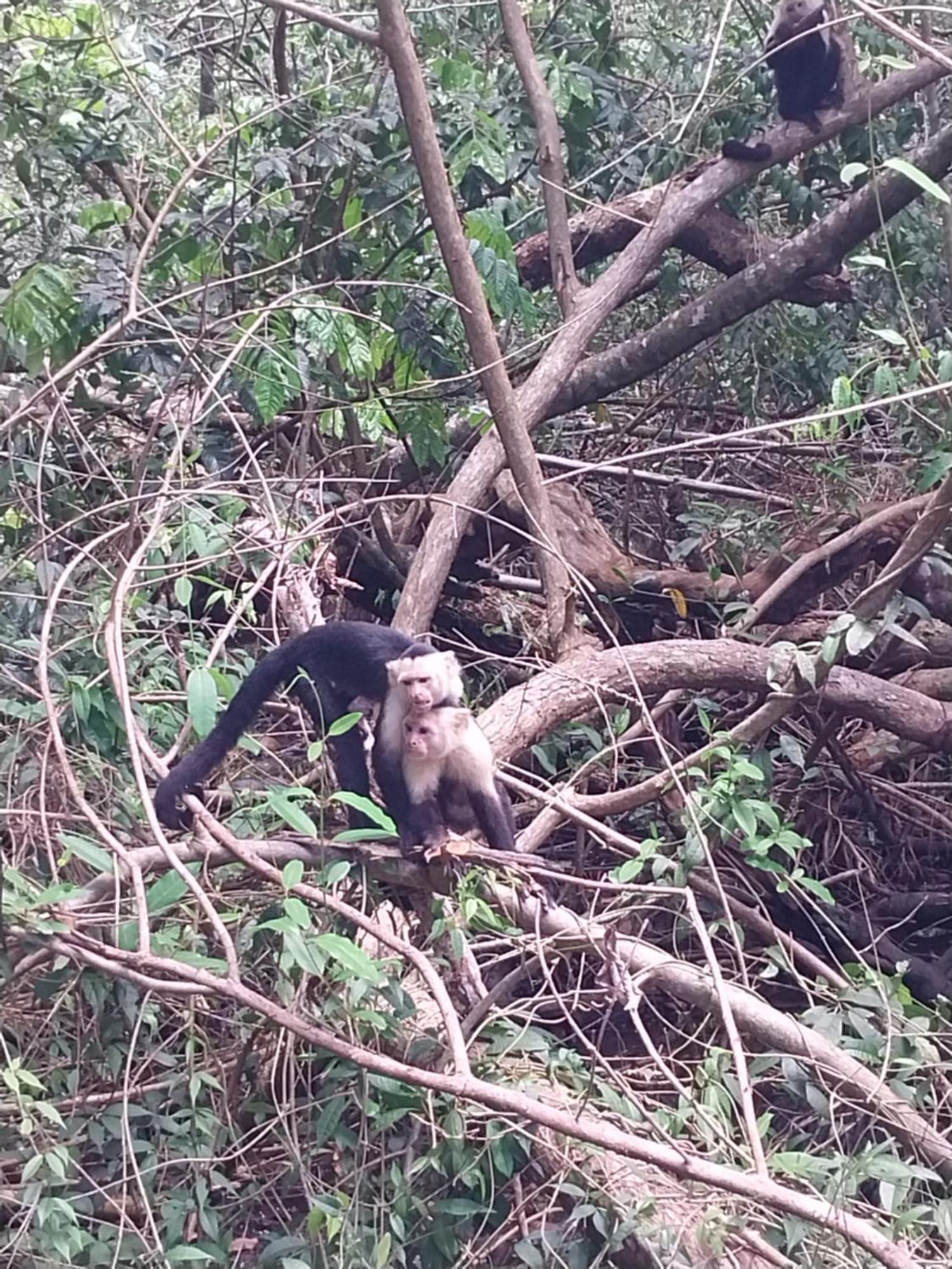Happy Monkeys Βίλα Puerto Jiménez Εξωτερικό φωτογραφία
